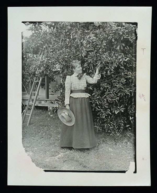 Mary Barr Munroe standing by a lime tree, ca. 1890; source: Everglades Digital Library