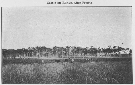 Photo, Cattle on Range, Allen Prairie; source: Lee County, Florida : The Borderland of the Tropics