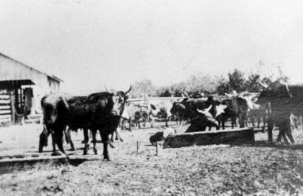 Florida range cattle - Punta Rassa; source: State Archives of Florida, Florida Memory