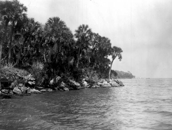 Palm trees on the shore of the Indian River; source: State Archives of Florida, Florida Memory