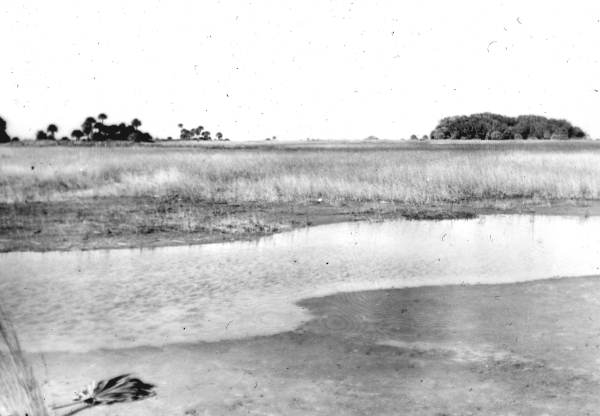 Prairie and hammock in Okaloacoochee Slough; source: State Archives of Florida, Florida Memory
