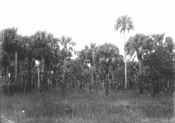 Large Sabal palmetto hammock, Okaloacoochee Slough; source: State Archives of Florida, Florida Memory