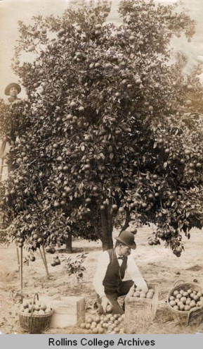 Minniehaha Grove in Maitland, Fla. with Bolling R. Swoope in foreground; source: Rollins College Archives