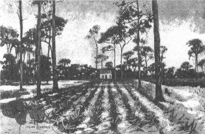 Sisal Plantation at New River illustration