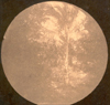 Caption on verso: #35 April 1892, Coconut tree, Ft. Dallas