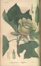 tulip tree