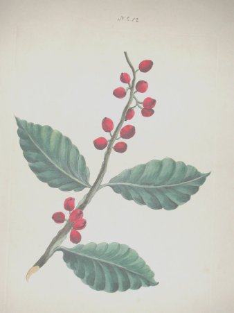 coffee tree