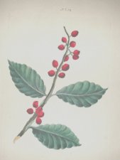 coffee tree