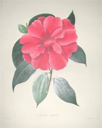 camellia