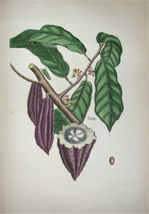 cacao