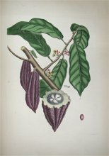 cacao